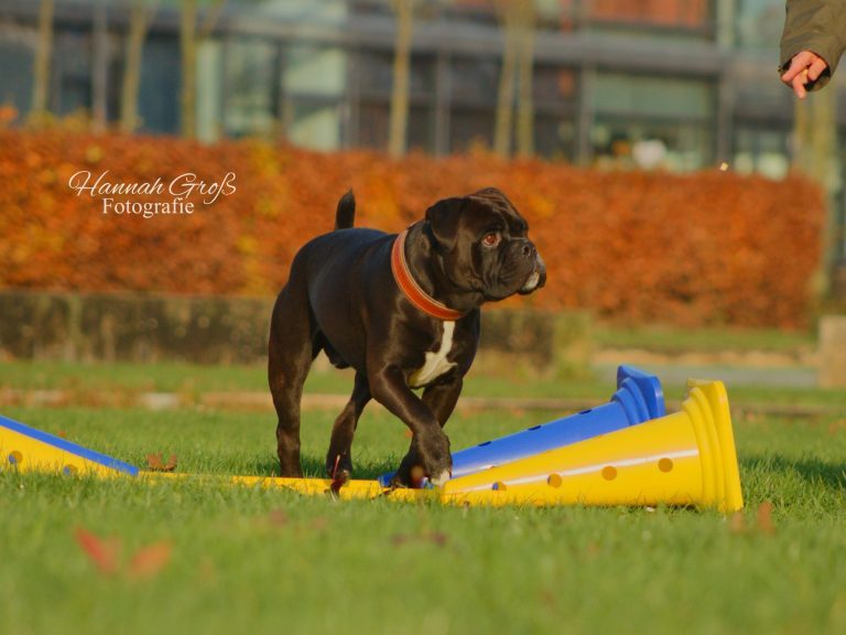 Brauner Hund steigt über zwei auf dem Boden liegende Cavaletti-Stangen während der Hundephysiotherapie
