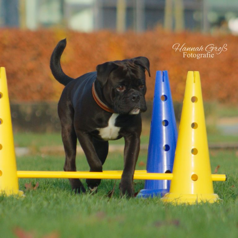 Brauner Hund steigt im Schritt über zwei Cavaletti-Stangen während der Physiotherapie