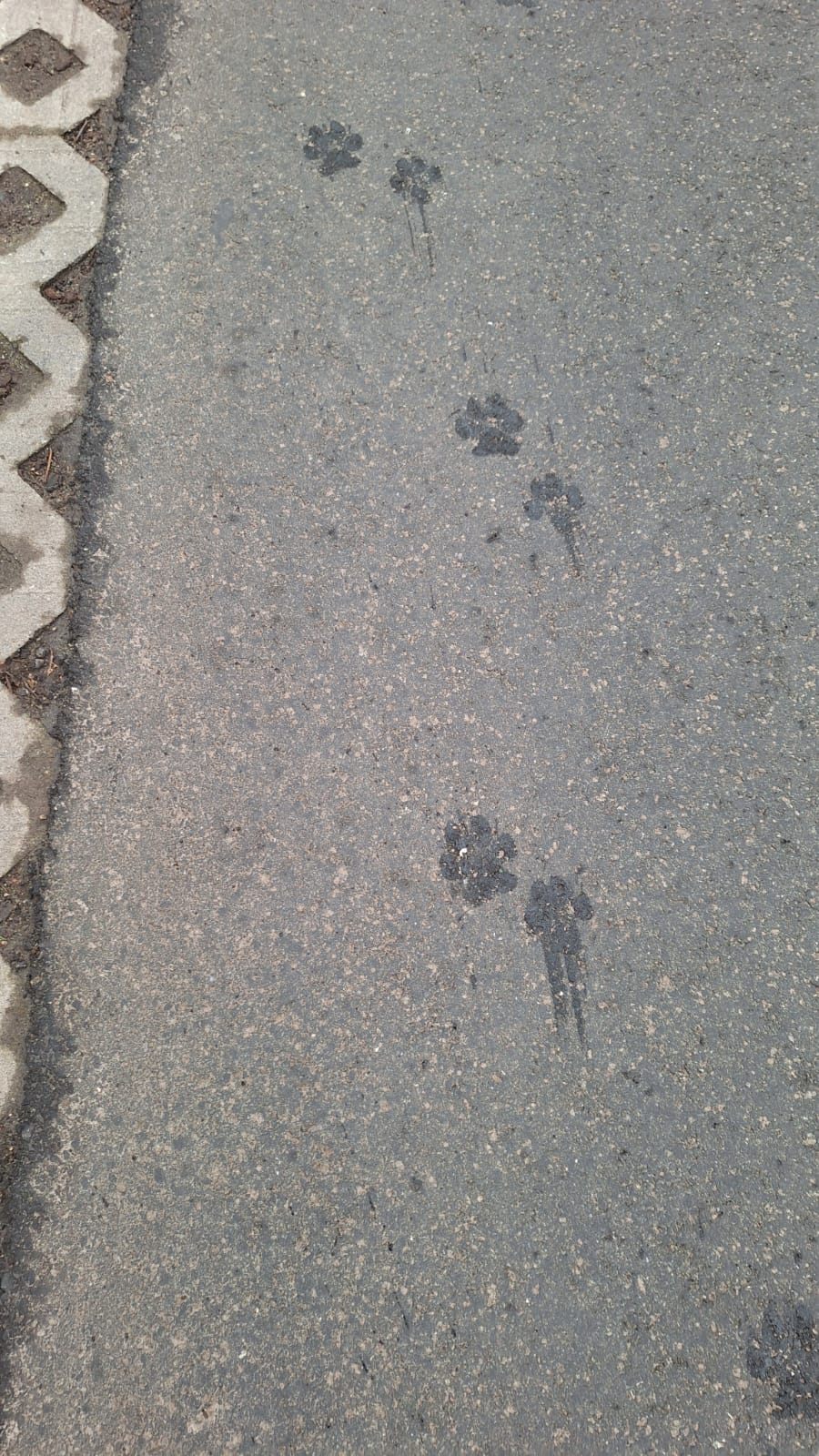 Nasse Pfotenabdrücke eines Hundes und Schleifspuren auf Asphalt