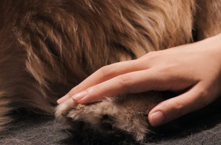 eine Hand berührt sehr sanft eine Hundepfote während der Hundephysiotherapie