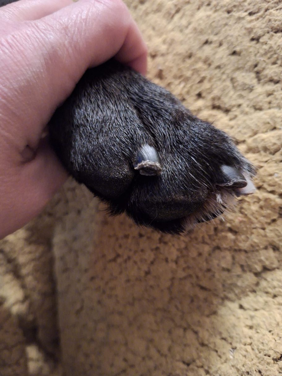 Hinterpfote eines Hundes mit stark abgeschliefenen Krallen