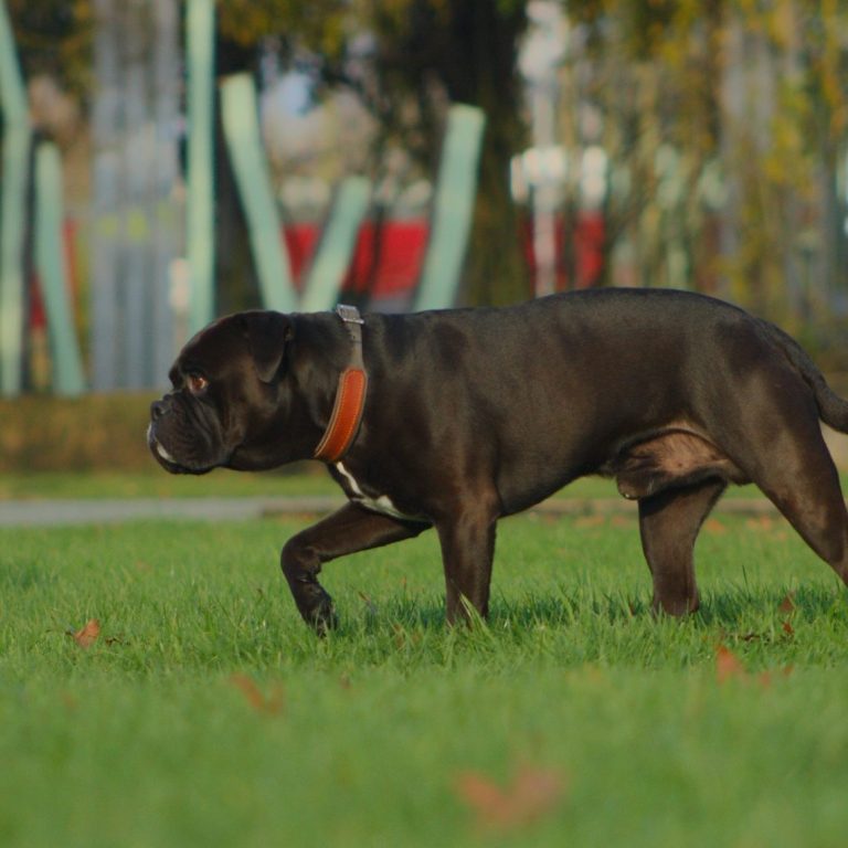 Brauner Hund läuft in der Gangart Schritt auf einer Rasenfläche bei Hundephysiotherapie
