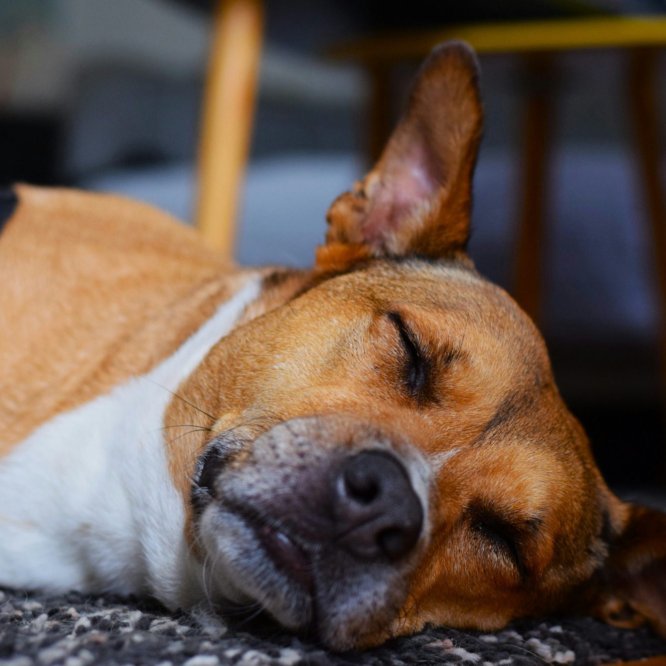Ein Hund in Seitlage, mit geschlossenen Augen liegt auf einem Teppich während Hundephysiotherapie