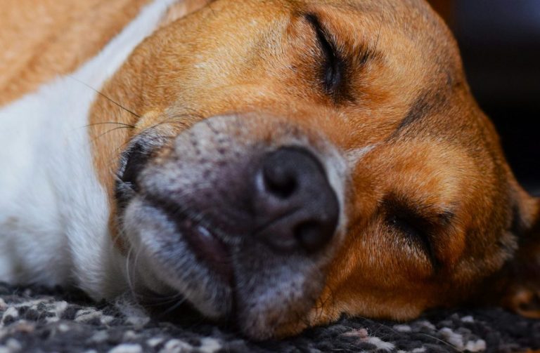 Ein Hund in Seitlage, mit geschlossenen Augen liegt auf einem Teppich während Hundephysiotherapie