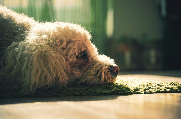 Heller Hund legt entspannt den Kopf auf einer Decke während Hundephysiotherapie ab