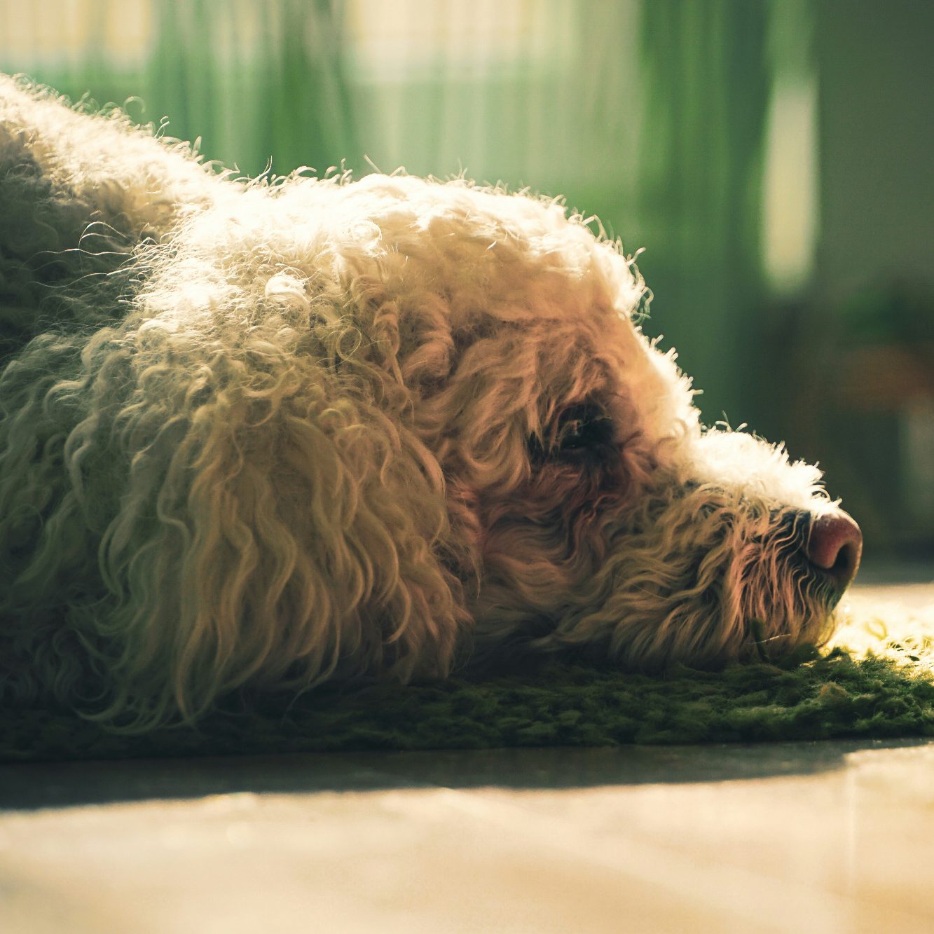 Heller Hund legt entspannt den Kopf auf einer Decke während Hundephysiotherapie ab