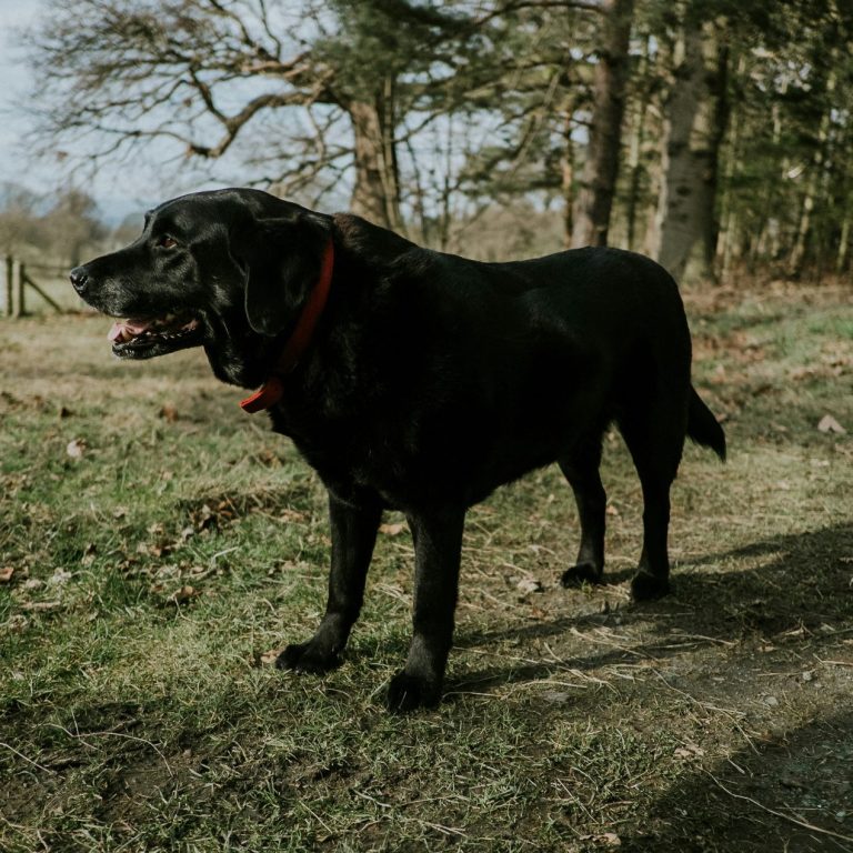 übergewichtiger dunkler Hund im Freien, geöffneter Maul, durchhängender Rücken