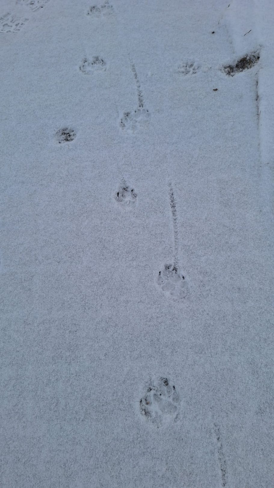Pfotenabdrücke eines Hundes und Schleifspuren im Schnee