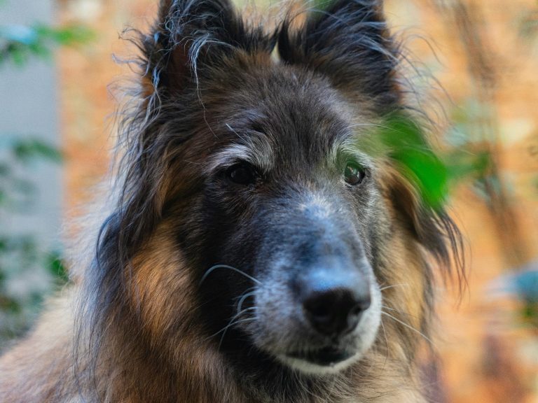 Ein älterer Hund schaut aufmerksam und signalisiert Kooperationsbereitschaft