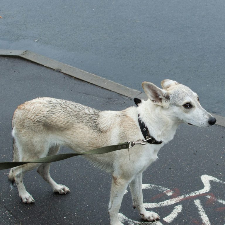änstlicher untergewichtiger Hund an der Leine, steht auf Asphalt