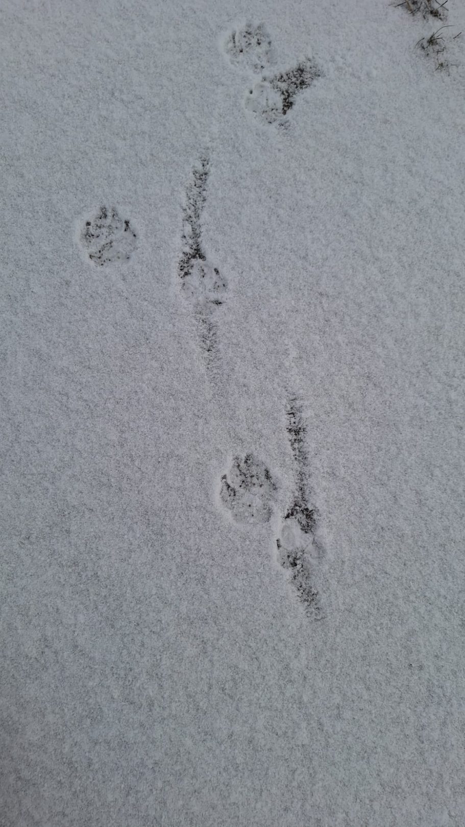 Pfotenabdrücke eines Hundes und Schleifspuren im Schnee