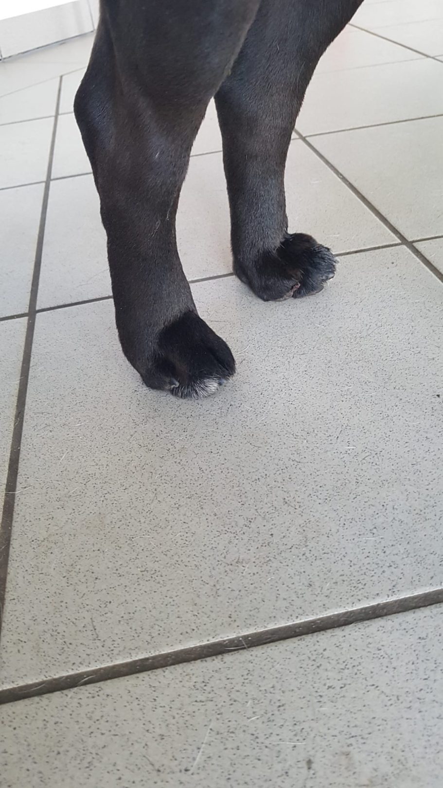 Hinterpfoten eines braunen Hundes nach einer Pfotenverletzung