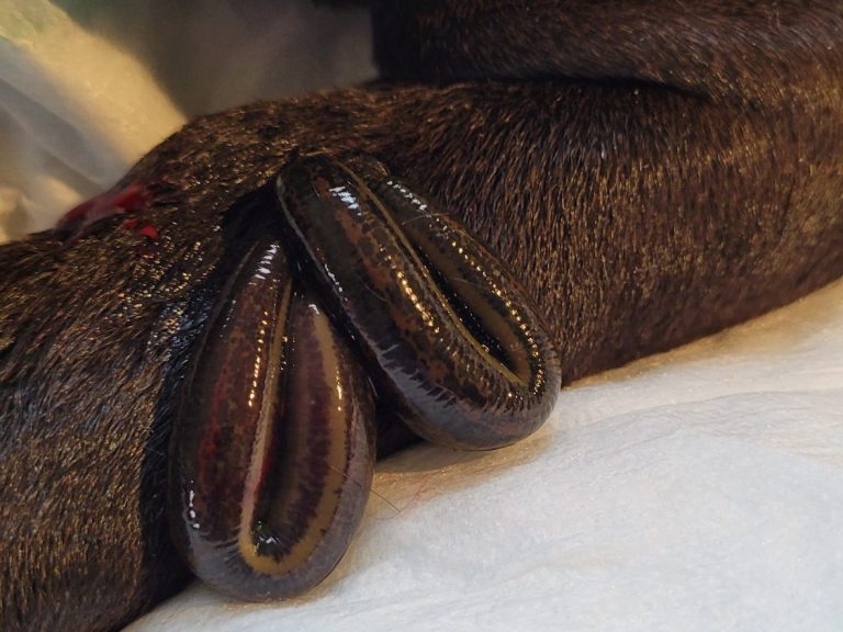 Vorderbein eines Hundes mit Schwellung, zwei Blutegel saugen neben der geschwollenen Stelle, etwas Blut auf dem Fell sichtbar