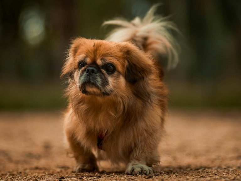 Hund einer kurzköpfigen (brachizephalen) Rasse läuft auf sandigem Untergrund