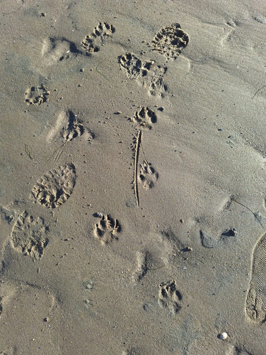 Pfotenabdrücke eines Hundes und Schleifspuren auf nassem Sand
